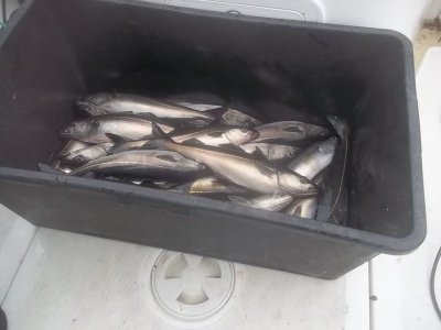 Abelnes2014_010.JPG Abelnes2014_010.JPG