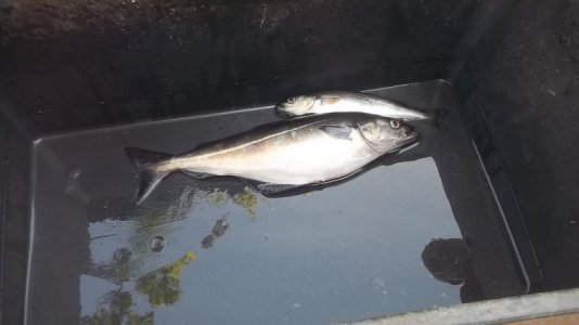 Abelnes2014_095.JPG Abelnes2014_095.JPG