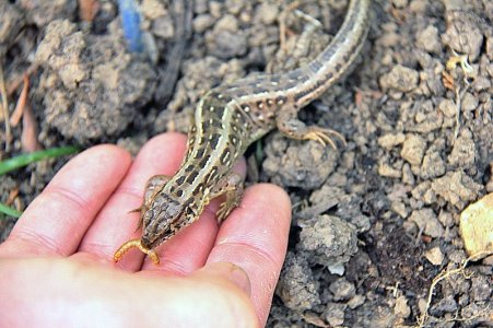 Eidechse füttern.jpg