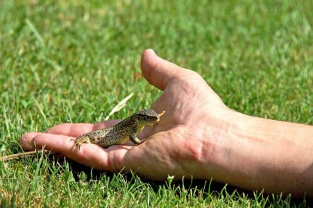 Eidechse-auf-der-Hand.jpeg