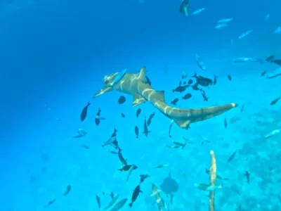 GPTempDownload.webp GPTempDownload.webp