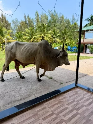 7669bd52-a18b-4df7-af6c-627182290068.webp 7669bd52-a18b-4df7-af6c-627182290068.webp