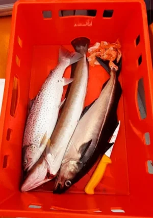 IMG-20260519-WA0018.webp