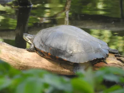 DSCN3006.webp