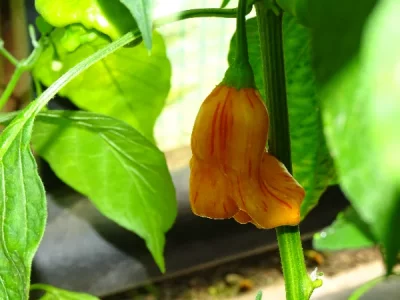 DSC02620.webp