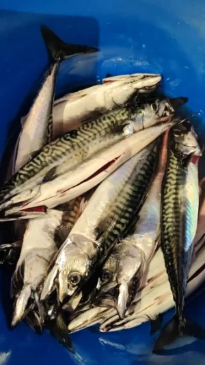 1000145219.webp 1000145219.webp