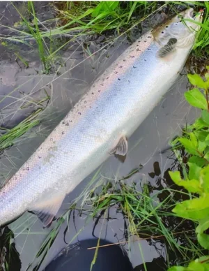 Lachs 5,0 Andreas.webp