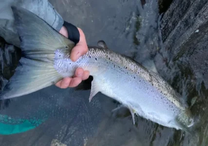 Lachs 5,3 Steven.webp