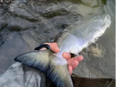 Lachs 5,5 Steven.webp