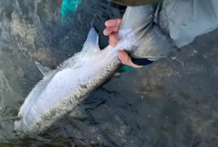 Lachs 6,5 Steven.webp