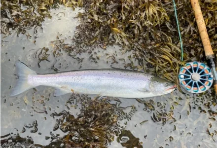 Lachs 3,0 Norbert.webp