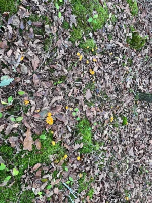 IMG-20261013-WA0000.webp