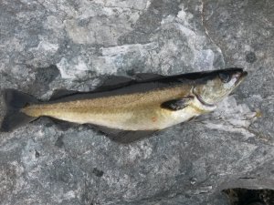 20160609_163739.jpg 20160609_163739.jpg