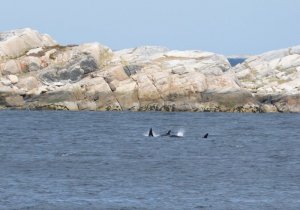3 Orcas auf einem Bild.JPG