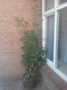 IMG_20160726_061246.jpg IMG_20160726_061246.jpg