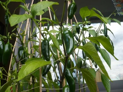 Jalapenos2016.webp Jalapenos2016.webp