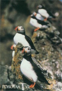 papageientaucher färöer002 (Kopie).jpg