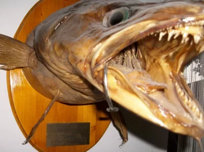 IMGP4641.webp IMGP4641.webp