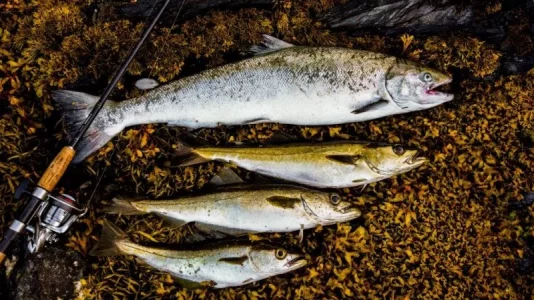 6 Lachs und Pollack-1.webp