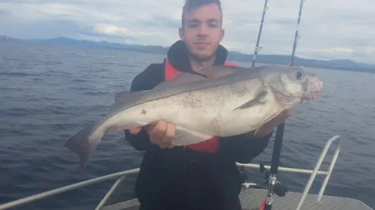 schöner Schelli.webp