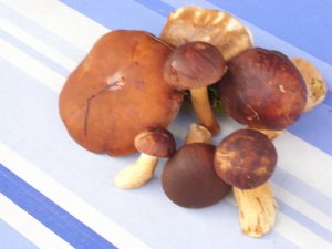 pilze 003.JPG