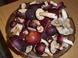 pilze 008.JPG