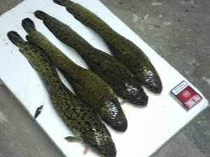 IMG-20161222-WA0019.jpg
