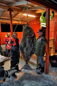 Senja Havfiskesenter Butt 123kg.jpg