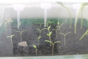 Tomate.jpg Tomate.jpg