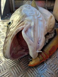 IMG_20170322_120755.jpg