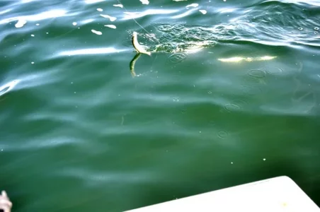 0000_Hering_2017_03_28 (20).webp