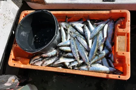 0000_Hering_2017_03_28 (28).webp