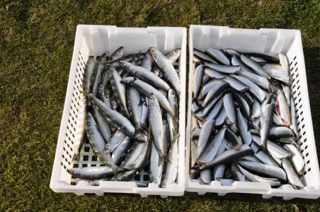 0000_Hering_2017_03_28 (32).webp