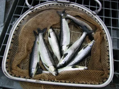 smolts.webp