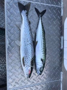 forelle makrelle.jpg forelle makrelle.jpg