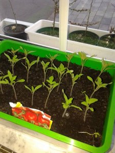 Tomaten.jpg Tomaten.jpg