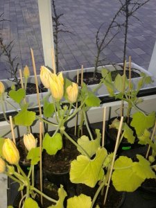 Zuccini.jpg Zuccini.jpg