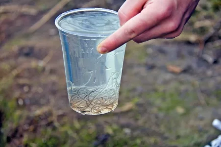 6 Glasaalbesatz.webp