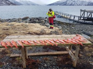 WhatsApp Image 2017-05-10 at 00.25.58.jpeg WhatsApp Image 2017-05-10 at 00.25.58.jpeg