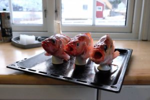 DSCF1371.jpg DSCF1371.jpg