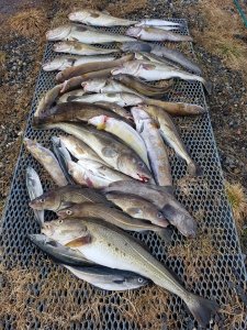 WhatsApp Image 2017-05-11 at 21.21.04.jpeg WhatsApp Image 2017-05-11 at 21.21.04.jpeg