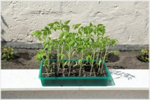 IMG_5063.comp.jpg IMG_5063.comp.jpg