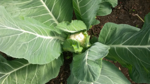 upload_2017-5-14_16-25-1.png upload_2017-5-14_16-25-1.png