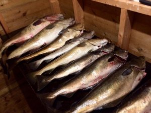 IMG-20170524-WA0008.jpg