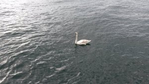 Schwan.jpg Schwan.jpg