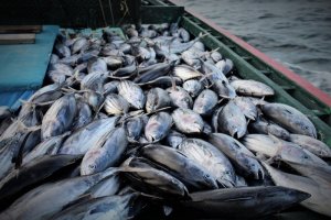 IMG_6182 - Kopie.JPG