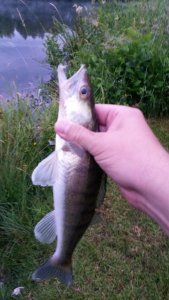 Zander 1.jpg Zander 1.jpg