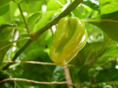 Chilis2013 (1).webp