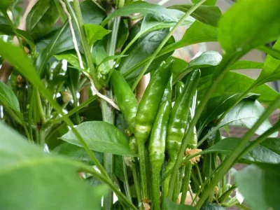 Chilis2013 (2).webp