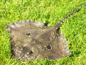 100_2568.jpg 100_2568.jpg